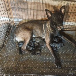 Lina Lambert - Mahogany female Belgian Malinois puppy in Elizabethton, Tennessee from Forever Family K9