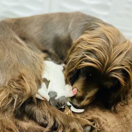 English Cocker Spaniel Puppies from Rock Moss Farm and Kennel