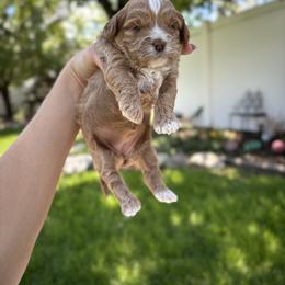 Bernedoodle, Cavapoo, Goldendoodle, and Poodle Puppies from Gypsi Doodles & Poodles