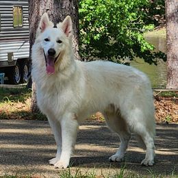 Hans - Berger Blanc Suisse