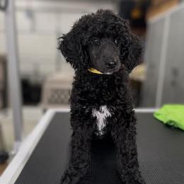 Cartwright's Magdalene the Faithful Witness - Black female Poodle puppy in Albany, Kentucky from Impressive Cartwright Standards