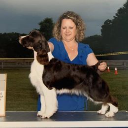 English Springer Spaniels from Sandy Paws English Springer Spaniels