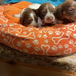 Dachshund Puppies from Cindy's Dachsunds