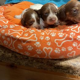 Dachshund Puppies from Cindy's Dachsunds