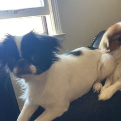 Mackie - Japanese Chin