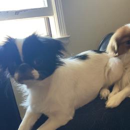 Mackie - Japanese Chin