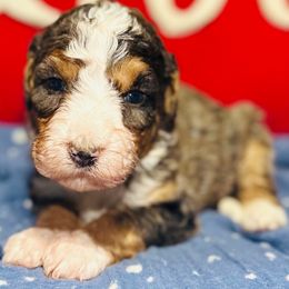 Olaf - Merle male Bernedoodle puppy in Sherman, Illinois from Shirl Doodle Life