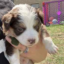 Boy 3 - Miniature Australian Shepherd puppy in Amarillo, Texas from Luna’s Mini Aussies