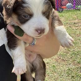 Boy 3 - Miniature Australian Shepherd puppy in Amarillo, Texas from Luna’s Mini Aussies