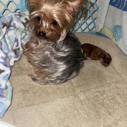 Tiffany - Chocolate, tan and white female Yorkshire Terrier puppy in Deltona, Florida from Oliviero Yorkies
