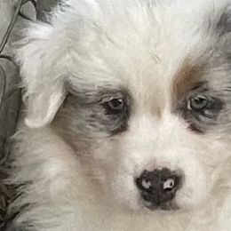 Alice - Blue merle Australian Shepherd puppy in Martha’s Vineyard, Massachusetts from Cranberry Hill Aussies