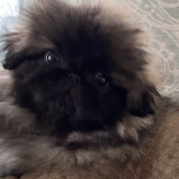 Alexa - Pekingese puppy in New York from Peke'Lets Pekingese
