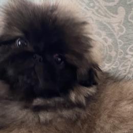 Alexa - Pekingese puppy in New York from Peke'Lets Pekingese