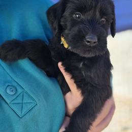 Girl 4 - Black female Giant Schnauzer puppy in Billings (Bil), Montana from Kaiser's Giants