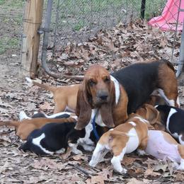 Basset Hound Puppies from Walkers Catuna Bassett Hounds
