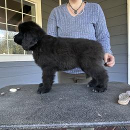 Girl 5 - Black female Newfoundland puppy in Bellingham, Washington from Salish Sea Newfoundlands