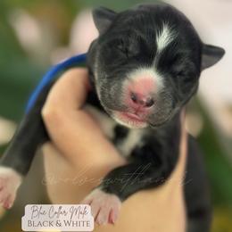 Sub Zero - Black and white male Siberian Husky puppy in Lodi, California from Wolves with Amor
