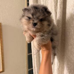 Woody - Blue merle male Pomeranian puppy in Muskogee, Oklahoma from Wonderlust Pomeranians