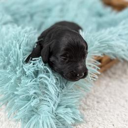 Mike - Phantom male Goldendoodle puppy in Taylor, Michigan from Mi Best Doodle Ever, LLC