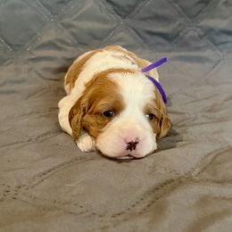 Purple girl - Brown and white female Bernedoodle puppy in Moore, Oklahoma from 4P’s Doodles