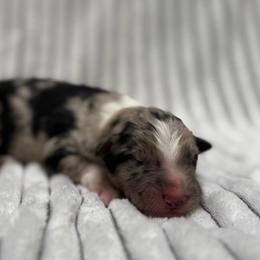 Rowen - Slate merle male Border Collie puppy in Fortson, Georgia from Southern Wind Farms
