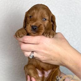 Asiago - Red  male Goldendoodle puppy in Murrieta, California from Apricot Poodles & Goldendoodles, LLC