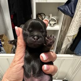 Dakota - Black and tan male Shih Tzu puppy in Mineola, Texas from RL Phillips Shihtzus