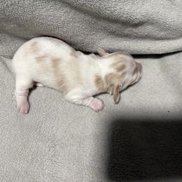 Red piebald - Red male Dachshund puppy in Mount Vernon, Ohio from Double A Dachshunds