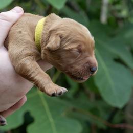Yellow Girl - Dark golden female Golden Retriever puppy in Gonzales, Louisiana from True Grit Golden Retrievers