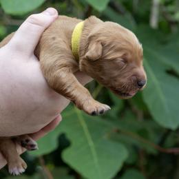 Yellow Girl - Dark golden female Golden Retriever puppy in Gonzales, Louisiana from True Grit Golden Retrievers