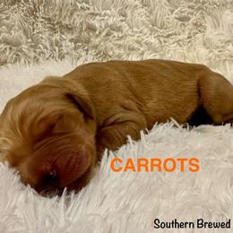 Carrots - Golden male Golden Retriever puppy in Jonesboro, Arkansas from N. E. Arkansas Goldens and Doodles
