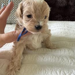 Independence ( reserved) - Red male Maltipoo puppy in Fredericktown, Missouri from Doodle Pups Fur-Ever