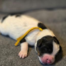 Salem - Tri-color male Bernedoodle puppy in Malden, Illinois from Doting Doodles