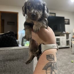 Belle - Dapple female Dachshund puppy in Mc Alester, Ok, Oklahoma from New Hope Miniature Dachshunds