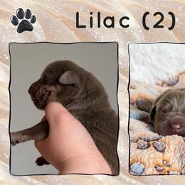 Lilac (2) - Silver male Great Dane puppy in Morton, Illinois from That Gurl K9s