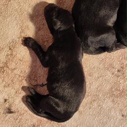 Boy 1 - Black male German Shepherd puppy in Lake George, Colorado from High Country German Shepherds