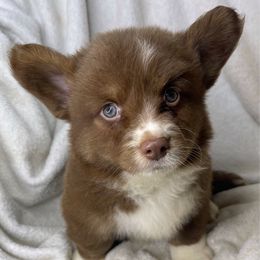 Jack Skellington - Liver and white male American Corgi puppy in Grants Pass, Oregon from KnR Antler Dogs