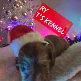 RY - Dapple male Dachshund puppy in Poplarville, Mississippi from T's Kennel