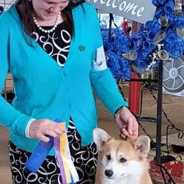 Pembroke Welsh Corgi Puppies from Cattal Corgis