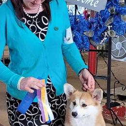 Pembroke Welsh Corgi Puppies from Cattal Corgis