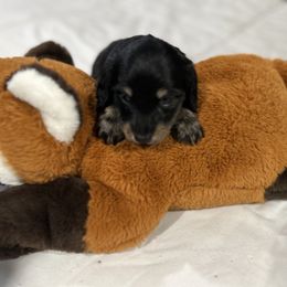 Dachshund Puppies from Bluestar dachshund