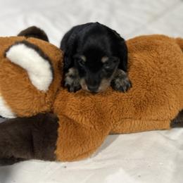 Dachshund Puppies from Bluestar dachshund