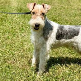 Oscar - Wire Fox Terrier