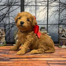 Moana (Red Collar) - Red  female Goldendoodle puppy in Santa Clara, Utah from Desert Dawn Doodles