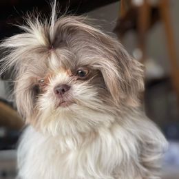 Junie - Shih Tzu