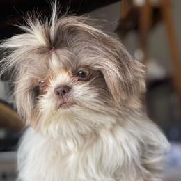 Junie - Shih Tzu