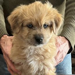 Aspinwall de La Rive - Fawn merle male Pyrenean Shepherd puppy in Ripley, Ohio from La Rive Pyr Sheps LLC