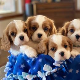 Boy 1 - Blenheim male Cavalier King Charles Spaniel puppy in Anderson, California from Norcal Cavaliers of Northern California