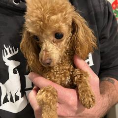 Charlie - Poodle