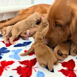 Brisket - Dark golden male Golden Retriever puppy in Shingle Springs, California from Creamy Retrievers